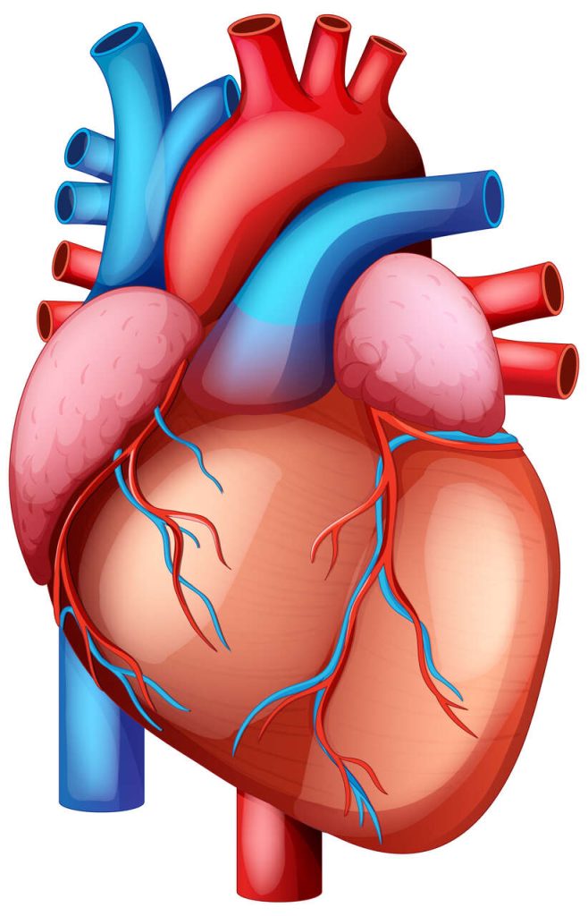 Quando a aterosclerose exige cirurgia Conheça as principais opções de cirurgia